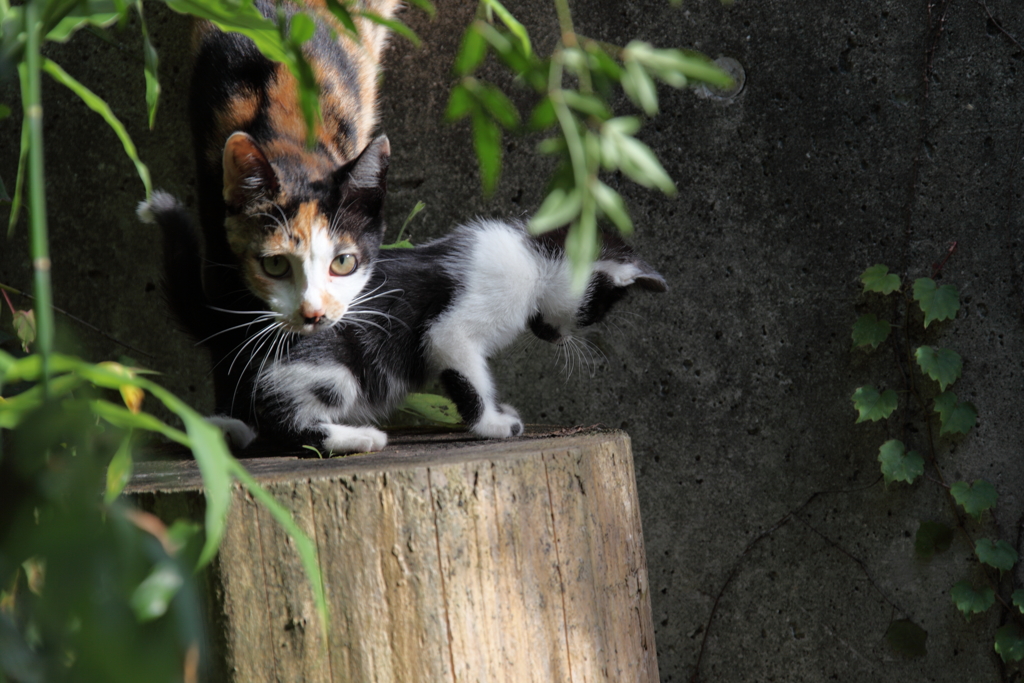 隣の猫