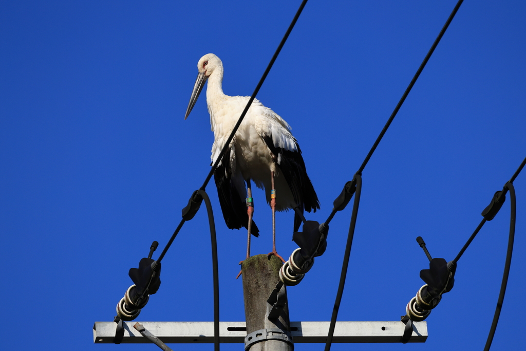 コウノトリ