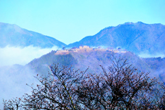 竹田城跡と桜