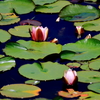 睡蓮　5月9日