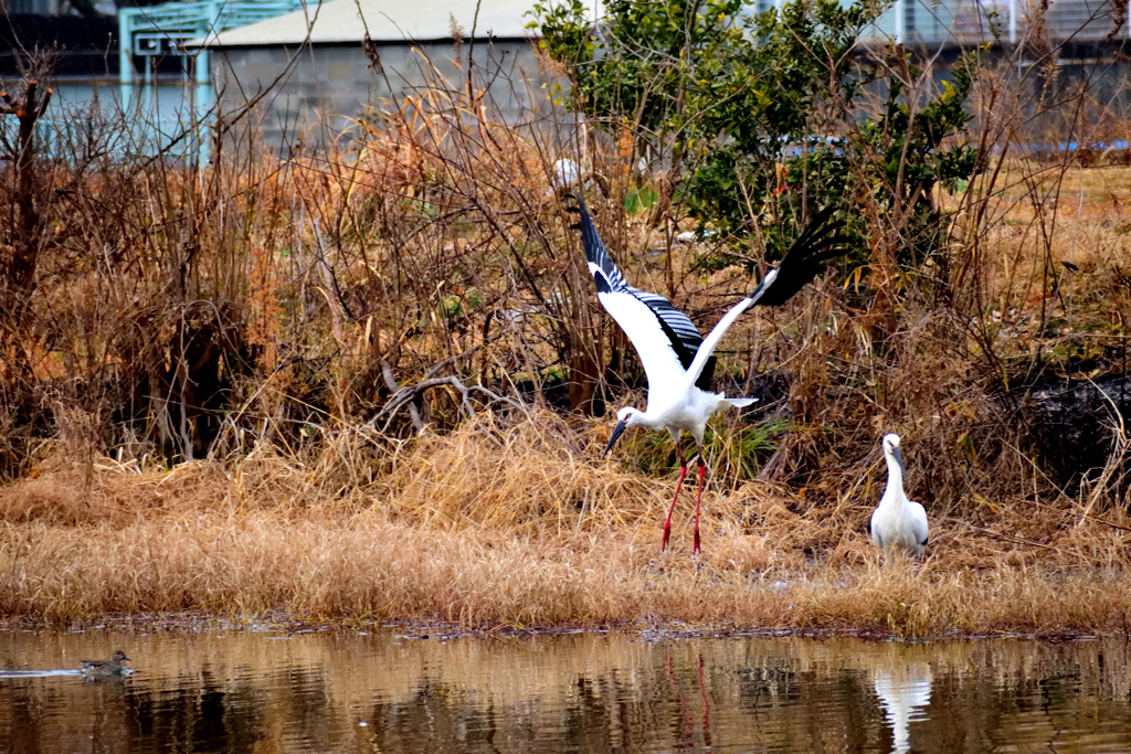 コウノトリ　カップル　２月13日