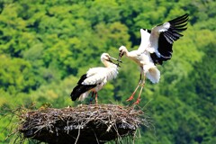 コウノトリ　お帰り