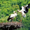 コウノトリ　お帰り