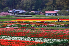 但東チューリップ祭り