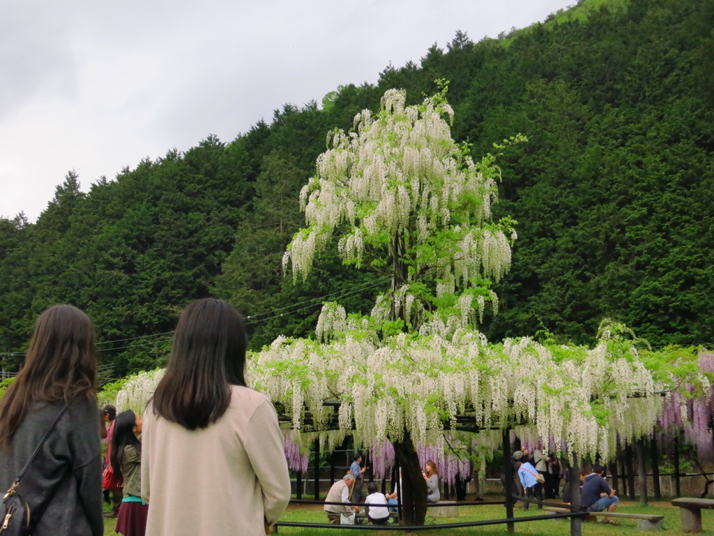 大町藤公園－６