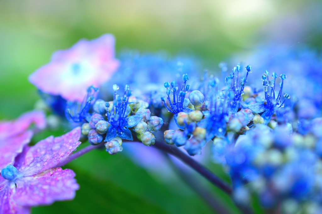 紫陽花　　雨に濡れて