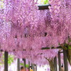 大町藤公園－２