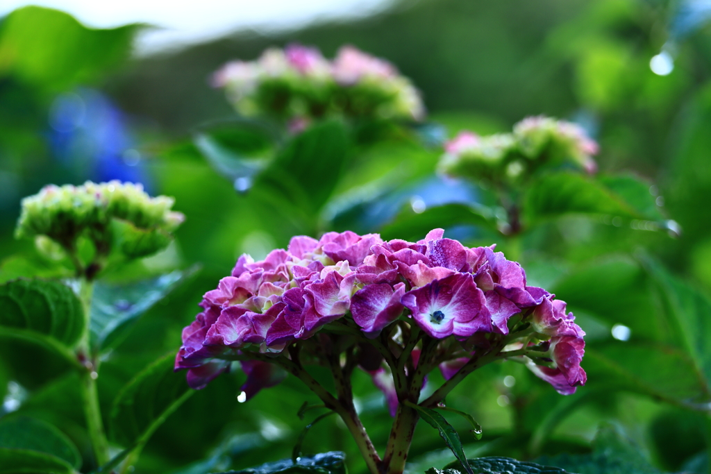紫陽花-Ⅱ