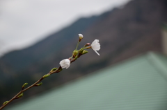 裏の桜