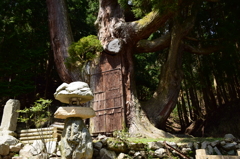 大将軍杉－２