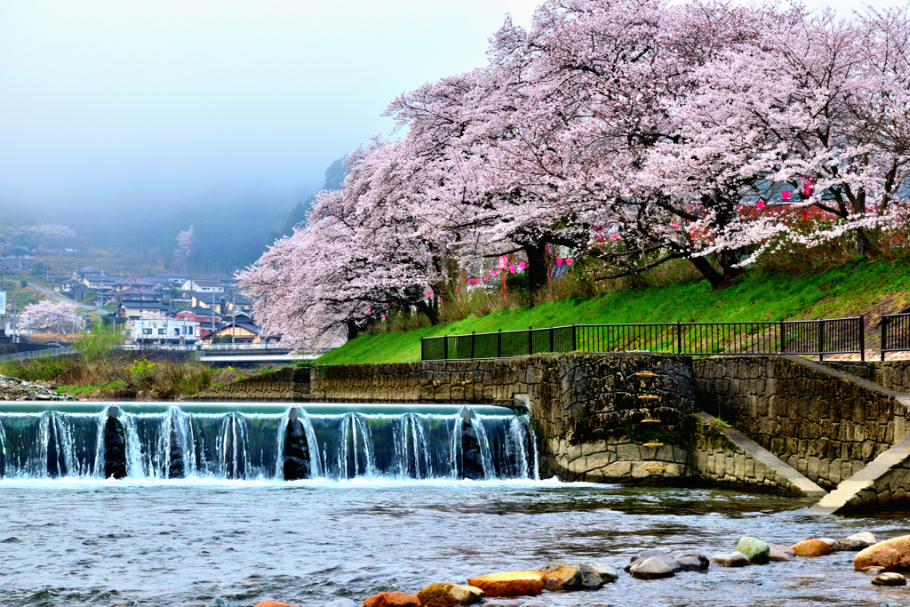 円山川　河川敷の桜