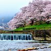 円山川　河川敷の桜