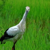 コウノトリ　カメラ目線
