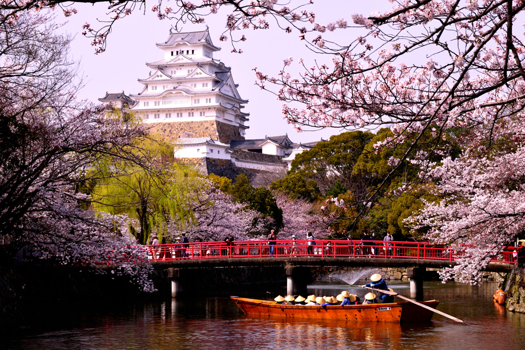 姫路城　桜