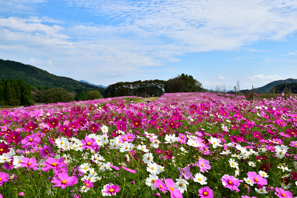 朝来四季彩の丘(夜久野高原花畑）