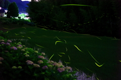 紫陽花とホタル