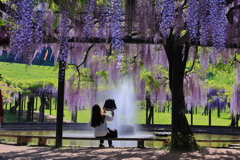 白井大町藤公園‐Ⅱ
