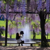 白井大町藤公園‐Ⅱ