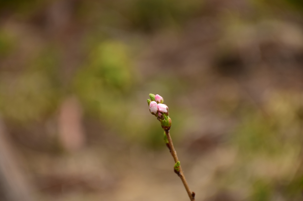 まだ蕾