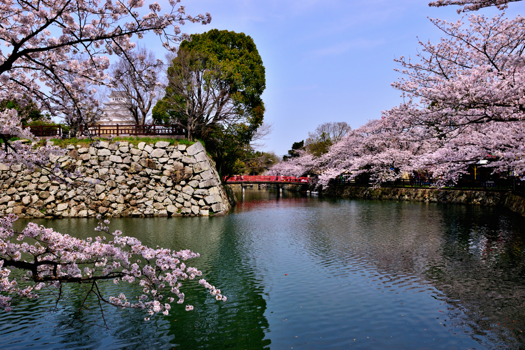 姫路城　桜‐Ⅱ