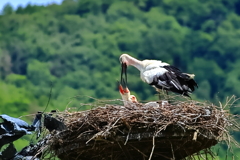 コウノトリ　元気に育っています