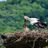 コウノトリ　元気に育っています