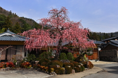 枝垂れ紅梅‐Ⅱ