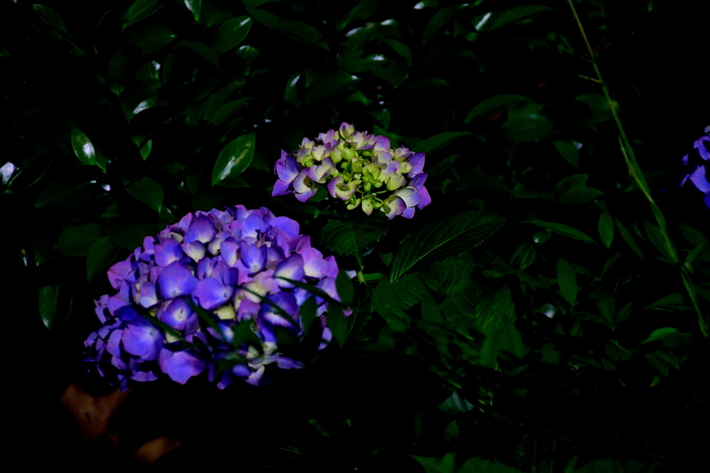 紫陽花