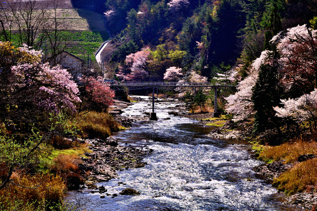 渓流の桜