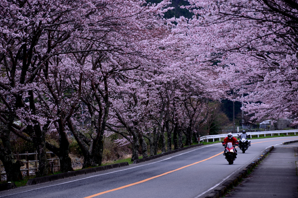 桜並木