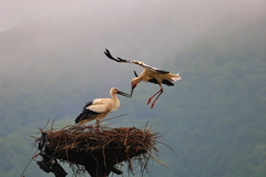 コウノトリ　帰巣