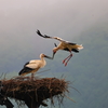 コウノトリ　帰巣