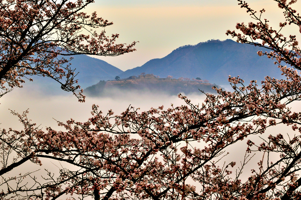 竹田城跡　桜雲海　４月６日