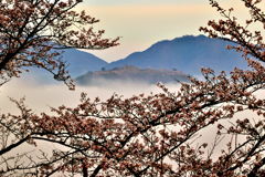 竹田城跡　雲海桜　４月６日