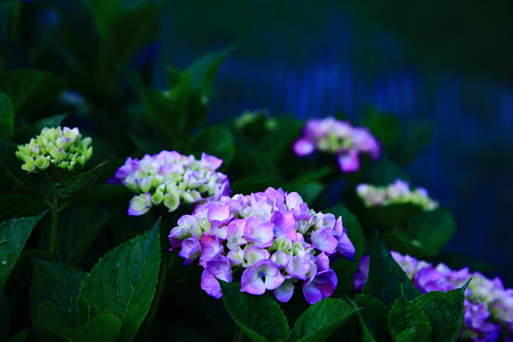 紫陽花