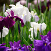 山崎花菖蒲園-5