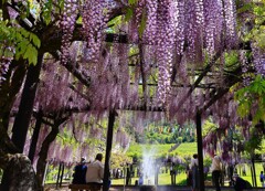 白井大町藤公園