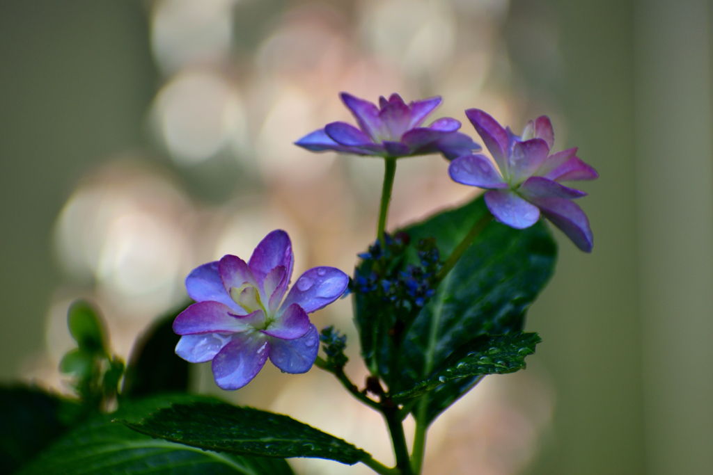 我が家の紫陽花