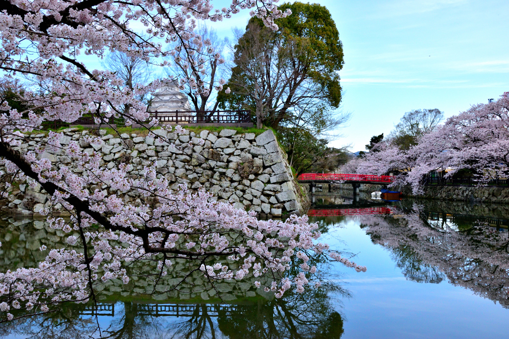 姫路城　お堀と桜