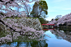 姫路城　お堀と桜