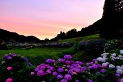 紫陽花と朝焼け