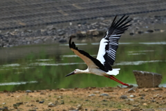 コウノトリ　飛び立ち