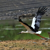 コウノトリ　飛び立ち