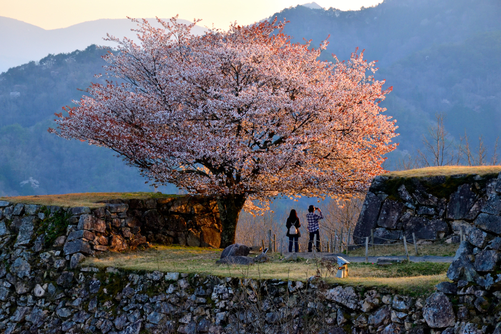 竹田城跡　桜　西日に照らされて