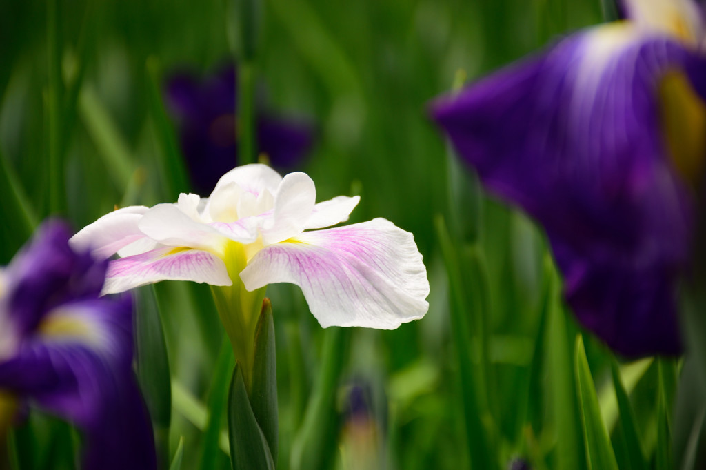 山崎花菖蒲園-2