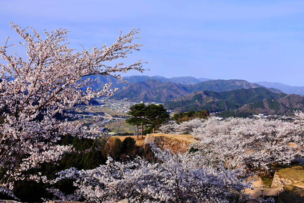 竹田城跡　満開