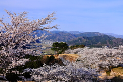 竹田城跡　満開