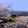 竹田城跡　満開