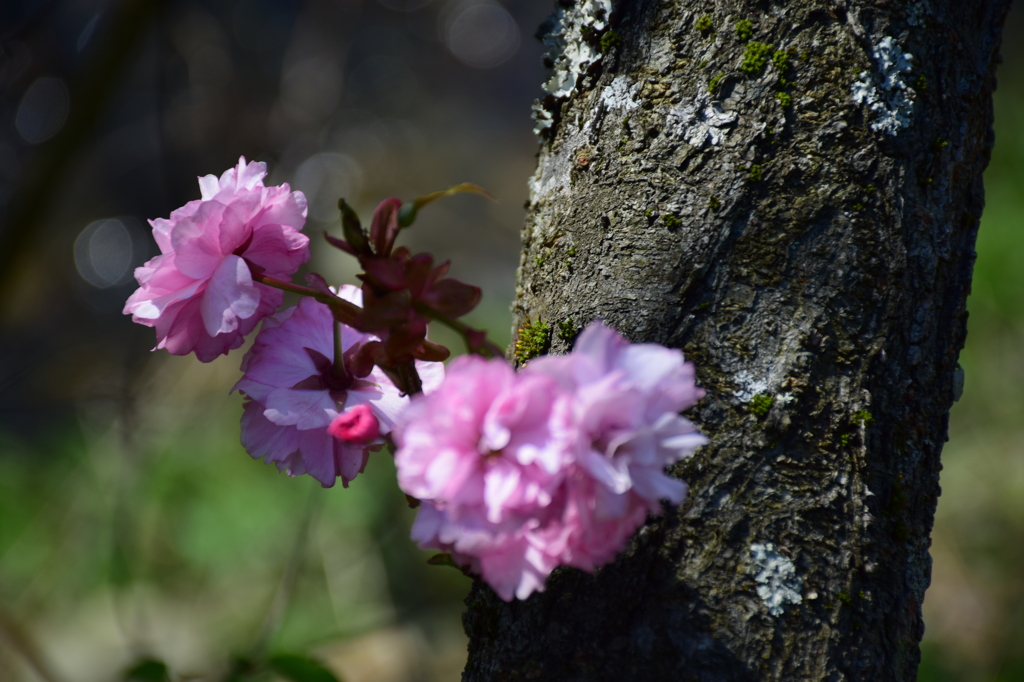 八重桜