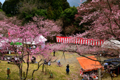 かみかわ桜の山　桜華園